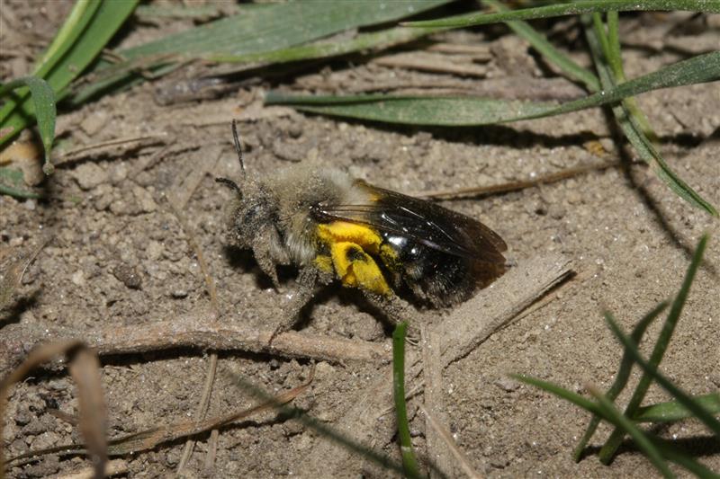 Andrena sp., femmina (Apidae Andreninae)